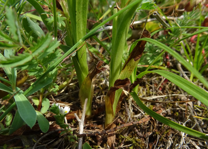 Anacamptis coriophora subsp. fragans..........Gargano